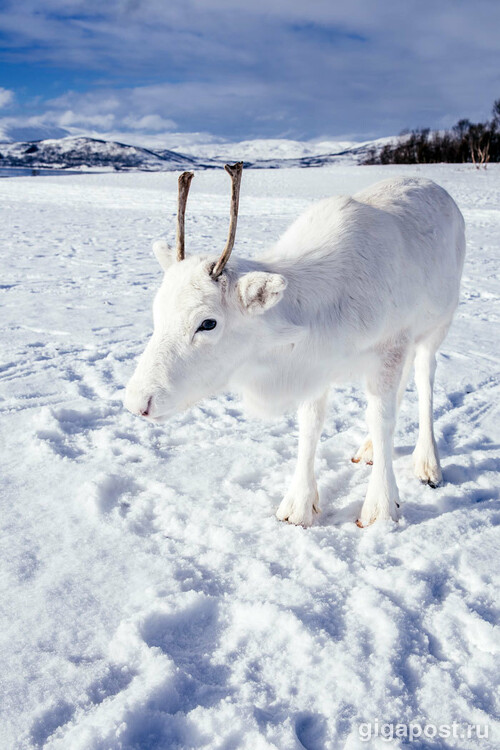 Норвежский фотографу несказанно повезло сфотографировать белого олененка