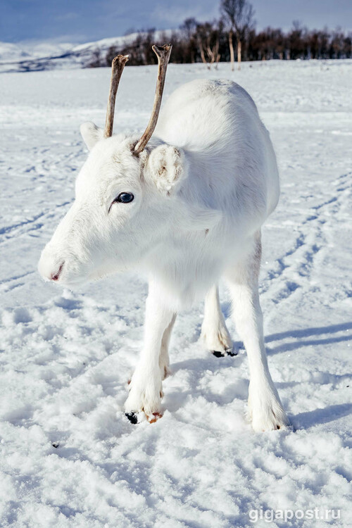 Норвежский фотографу несказанно повезло сфотографировать белого олененка