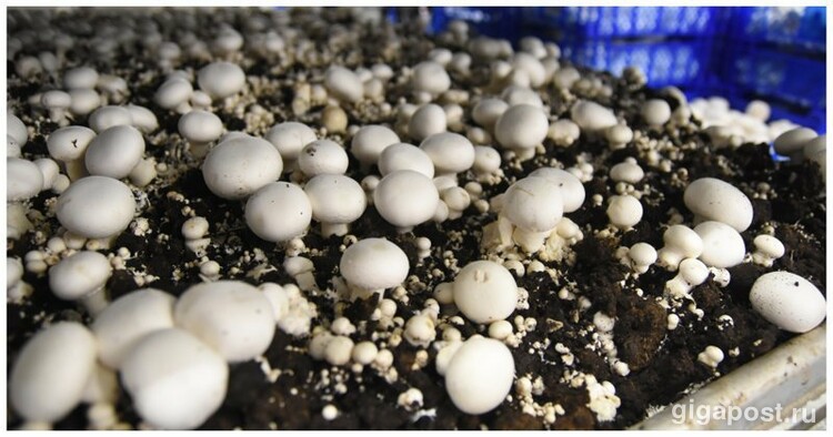 Как в Голландии выращивают грибы