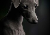 Определены победители конкурса Dog Photographer Of The Year 2018