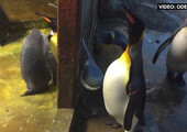 В Дании пара пингвинов-геев похитили птенца у плохих родителей