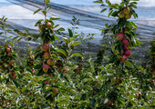 Весь процесс выращивания яблок в интенсивных садах