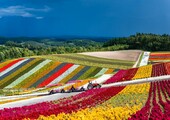 Прогулка по японской цветочной ферме