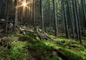 В Канаде сняли на видео «дышащий» лес