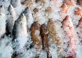 Японцам удается оживлять замороженную рыбу в теплой воде