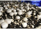 Как в Голландии выращивают грибы